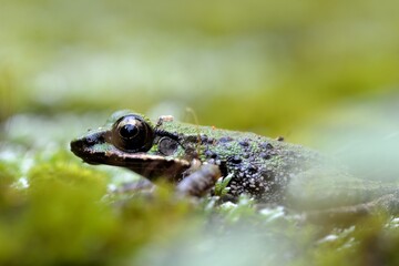 Swinhoe's frog(Odorrana swinhoana)(Boulenger, 1903)