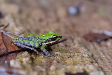Swinhoe's frog(Odorrana swinhoana)(Boulenger, 1903)