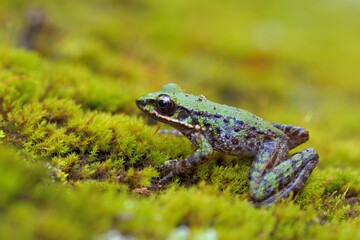 Swinhoe's frog(Odorrana swinhoana)(Boulenger, 1903)