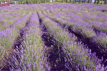 Naklejka na ściany i meble The image shows a very beautiful view of a rich lavender field. Natural and herbal landscape. Color lavender field. Flowering bushes on a lavender plantation. City Park. Kyiv, Ukraine, scent,