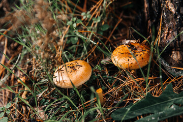 Butter mushrooms growing in autumn forest among leaves and grass