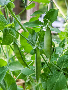 Pea Plant vegetable in a garden