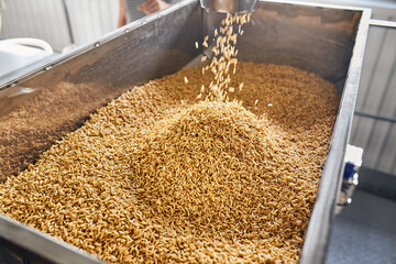 Filling containers with fresh grains on the factory