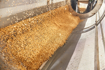 Golden wheat grains sorting, drying and peeling in the machine
