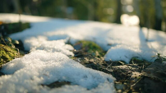 Close up of melting snow, nature coming alive, in the woods of Scandinavia - tracking view