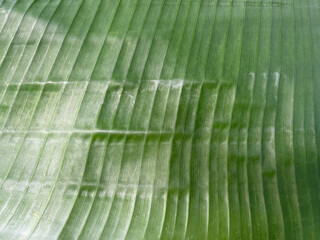 Green banana leaves //wallpaper //texture
