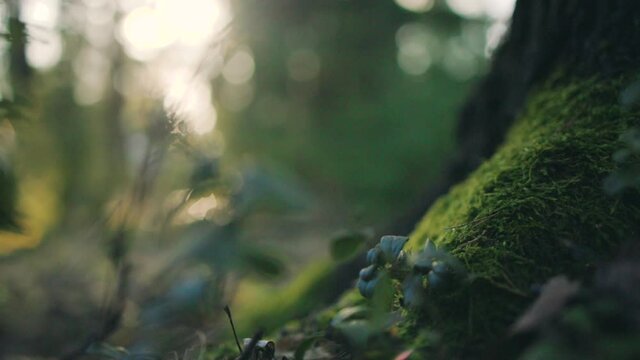 Closeup of fresh, green moss and plants, in dark, sunlit woods - tracking view - shallow depth of field
