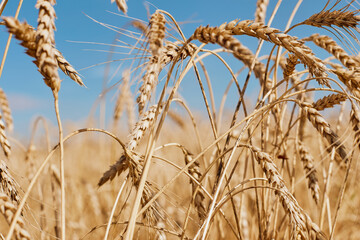 Golden wheat harvest in the field