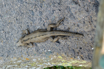 iguana