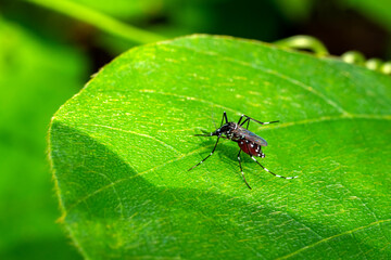 Naklejka premium Aedes mosquitoes on green leaves.Aedes mosquitoes carry dengue germs.