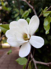 tree blossom