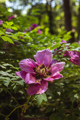 Blooming tree peonies in a botanical garden. Japanese tree peony bush. Paeonia suffruticosa. Toned image.
