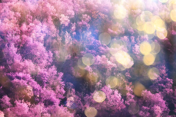 pink nature landscape, spring background flowers park outdoors