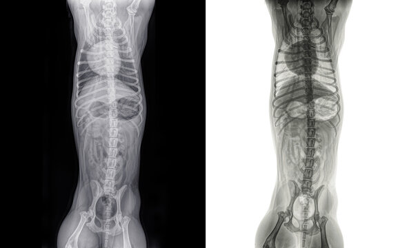 Dorso ventral x-ray of the thorax and abdomen of a healthy somewhat skinny cat. Isolated on black (left) and white (right)