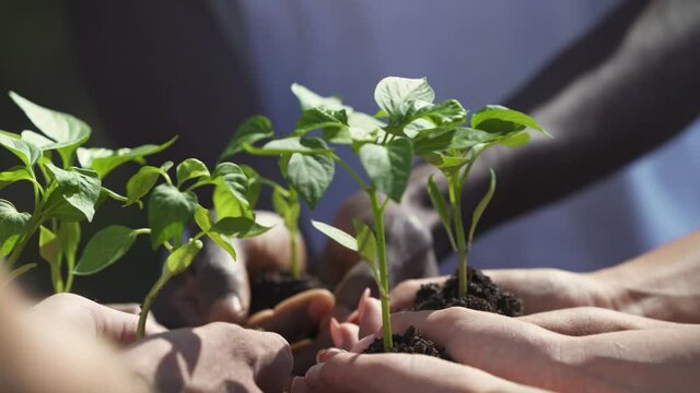 Group of volunteers and eco-activist holds a small trees plants in their hands, greening the planet, a close-up on hands, metaphorical action, nature is in our hands, saving nature.