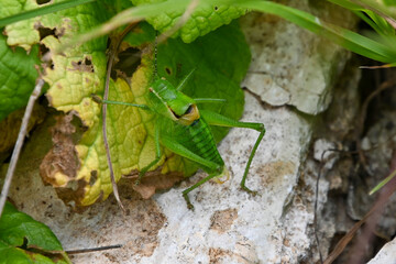 gut getarnte Heuschrecke, Grashüpfer auf einem grünen Blatt Orthoptera