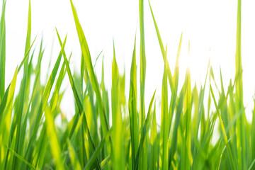 Succulent lush green grass in the meadow in the early morning