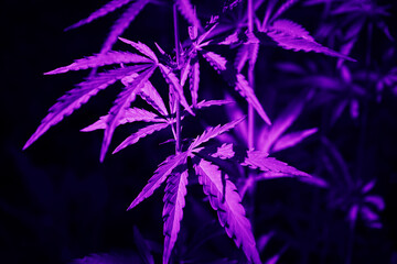 Purple cannabis leaves on a black background. Close-up. Bright colorful hemp background. Herbal alternative medicine concept.