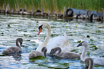 Schwan-Familie mit Küken
