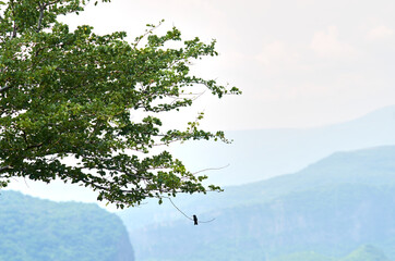 colibri 2 © fergomez