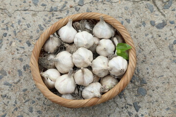 basket of garlic