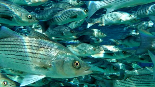 School of Large Fish 4K