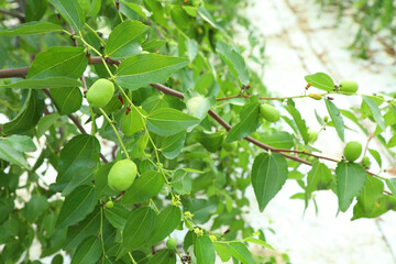 Green in the jujube tree 
jujube