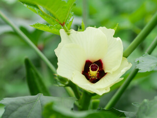 オクラの花
