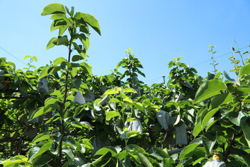 The afternoon's hot sunny pear farm landscape.