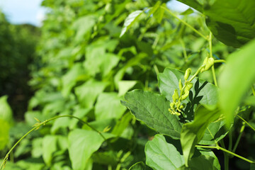 The stem and fruit of a field of sword bean