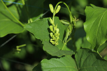 The stem and fruit of a field of sword bean