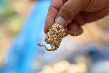 garlic being dried after harvest.