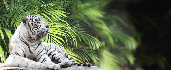 Panele Szklane  Poziomy baner z liśćmi palmowymi i leżącym białym tygrysem