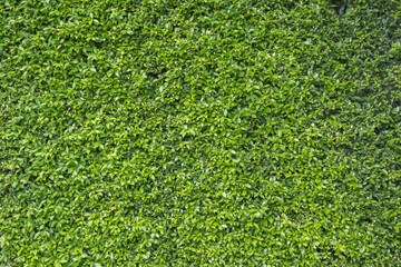 Fototapeta premium Green tree wall fence for background