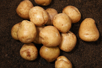 fresh potatoes on the soil
