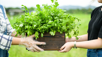 Farmers deliver vegetables in wooden crates to customers.