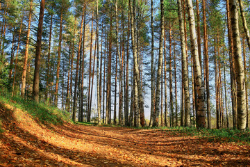 Obraz premium alley in autumn park landscape, fall yellow road seasonal landscape in october in the city