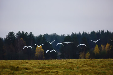 autumn landscape, a flock of swans in the forest, migratory birds, seasonal migration in October