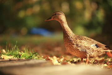 duck autumn park mallard, wild duck autumn view migratory bird nature