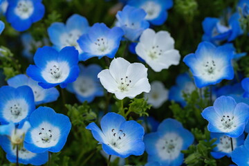 White nemophila flowers in blue flowers , shikoku, japan