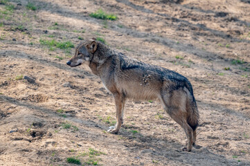 Loup
