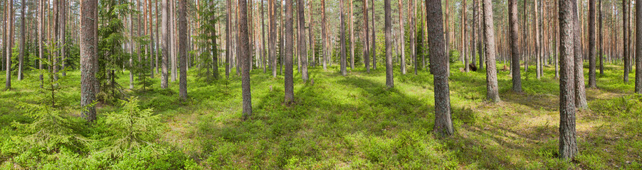 blueberry green bushes in forest panorama