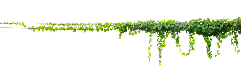 ivy plant isolate on white background