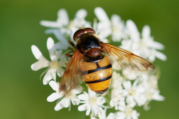 Top view of a hornet mimic hoverfly (Volucella zonaria) on a white wildflower