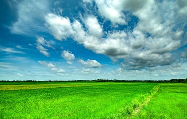 green rice fields under the bright blue sky and clouds
