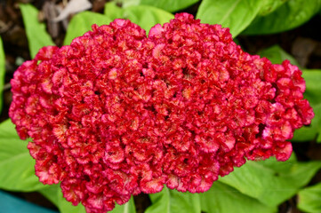 Top Views of Big Colorful of Cockscomb flowers (Celosia argentea) with nature background in the garden, at Bangkok Thailand.