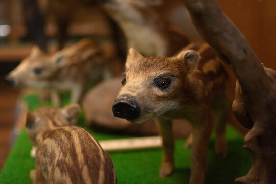 945 件の最適な うり坊 画像、ストック写真、ベクター Adobe Stock