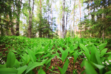 lilies of the valley leaves green background, nature fresh green garden texture