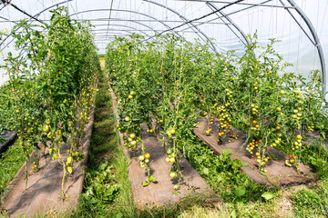 Culture de tomate bio sous serre non chauffée dans une ferme écologique