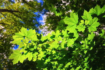 branches leaves summer maple green background tree fresh growth